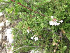 Vesalea subcoriacea