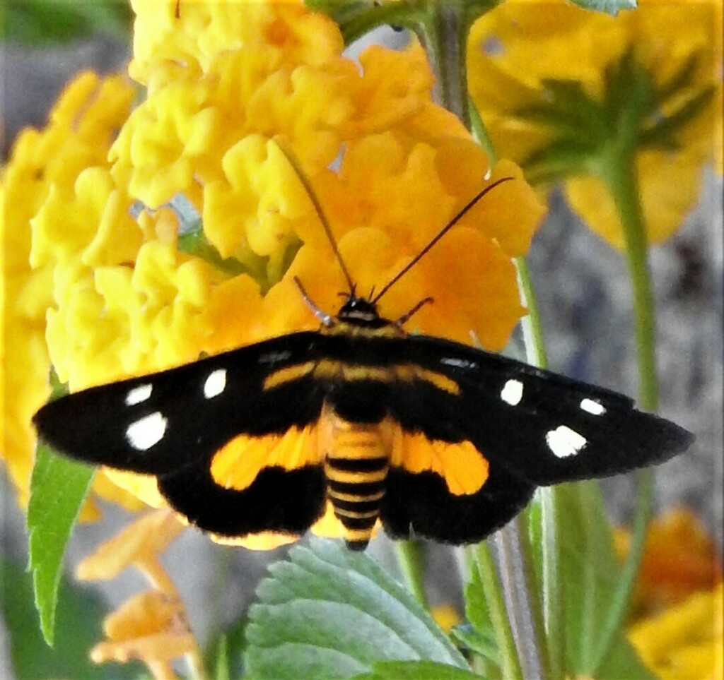 Burgena