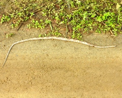 Trimorphodon paucimaculatus