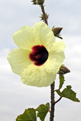 Hibiscus diversifolius diversifolius