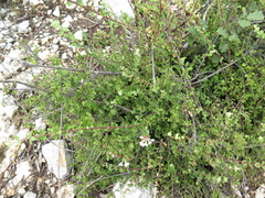 Vesalea subcoriacea