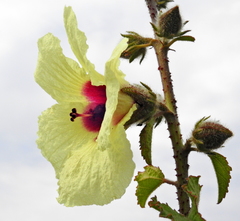 Hibiscus diversifolius diversifolius