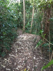 Melicytus ramiflorus ramiflorus