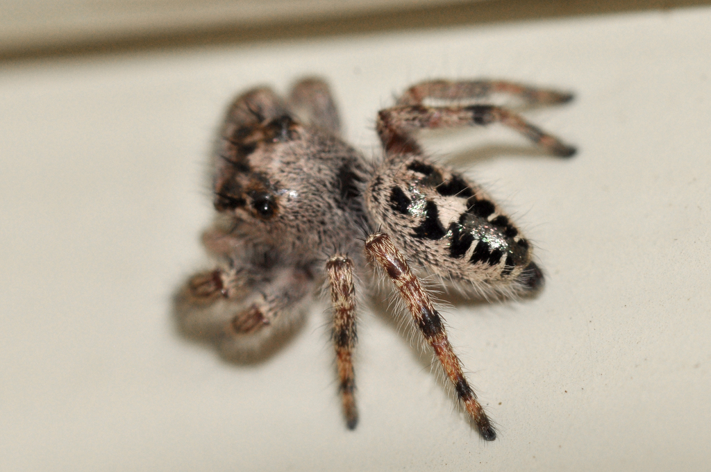 Putnam's Jumping Spider from Pontotoc County, OK, USA on October 9 ...