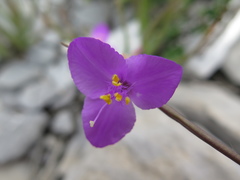 Tradescantia hirta
