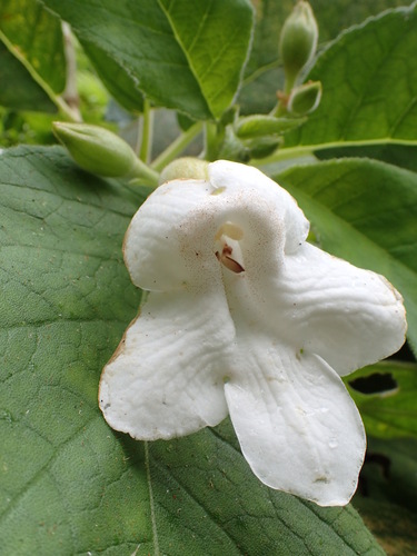 Cyrtandra graeffei