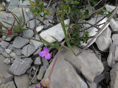 Tradescantia hirta