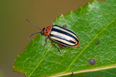 Disonycha alternata