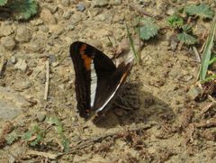 Adelpha corcyra collina