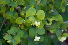 Symphoricarpos albus albus