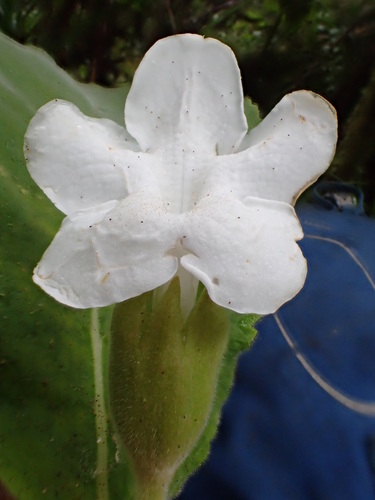 Cyrtandra graeffei observed 2016-06-06