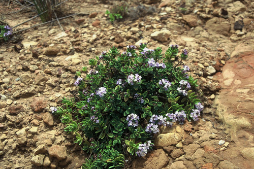 Three Kings Koromiko (Veronica insularis)