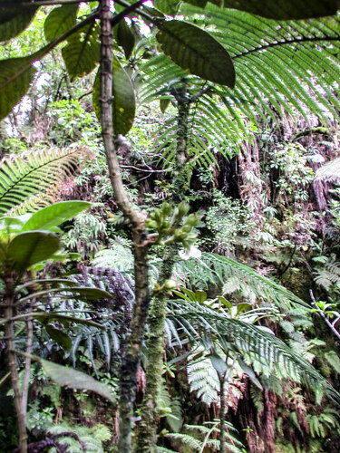 Cyrtandra grayana observed 2003-09-17