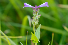 Physostegia parviflora