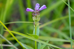 Physostegia parviflora