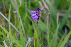 Physostegia parviflora