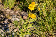 Helenium autumnale