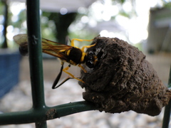 Sceliphron fistularium