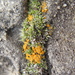Jungermann's Firedot Lichen - Photo (c) Alejandro Huereca, some rights reserved (CC BY-NC-ND)