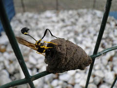 Sceliphron fistularium