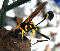 Sceliphron fistularium