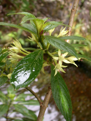 Cyrtandra grayi observed 2002-11-23