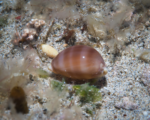 Lyncina sulcidentata observed 2023-03-05