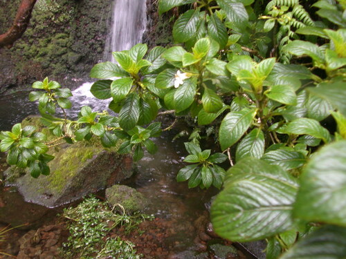 Cyrtandra hashimotoi observed 2004-03-17