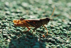 Shirakiacris shirakii