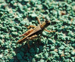Shirakiacris shirakii