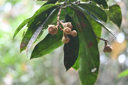 Lecythis pneumatophora S.A.Mori
