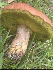 Pulchroboletus rubricitrinus image