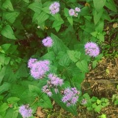 Conoclinium coelestinum