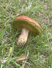 Pulchroboletus rubricitrinus image