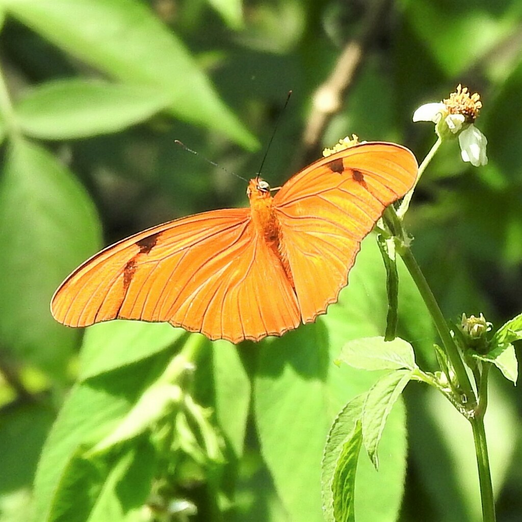 Julia Heliconian from Arthur R. Marshall Loxahatchee Wildlife Refuge ...