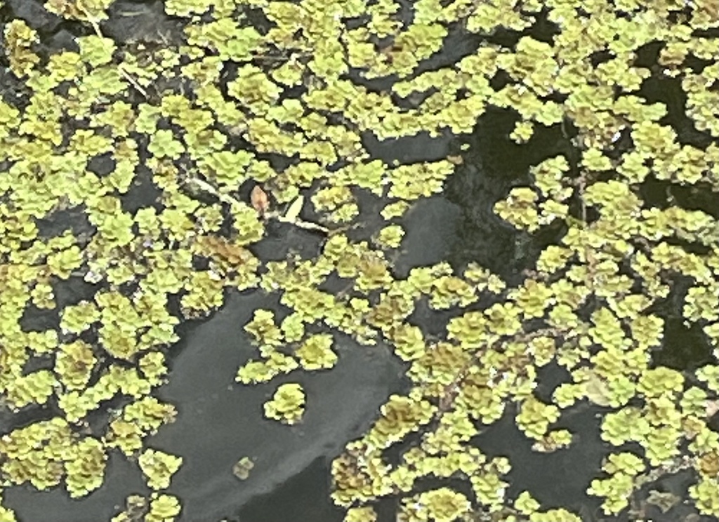 water spangles from Lettuce Lake Conservation Park, Tampa, FL, US on ...