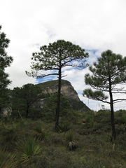 Pinus greggii