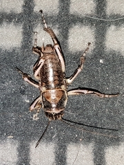 Cyphoderris monstrosa