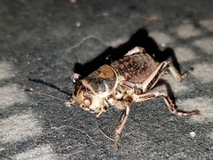 Cyphoderris monstrosa