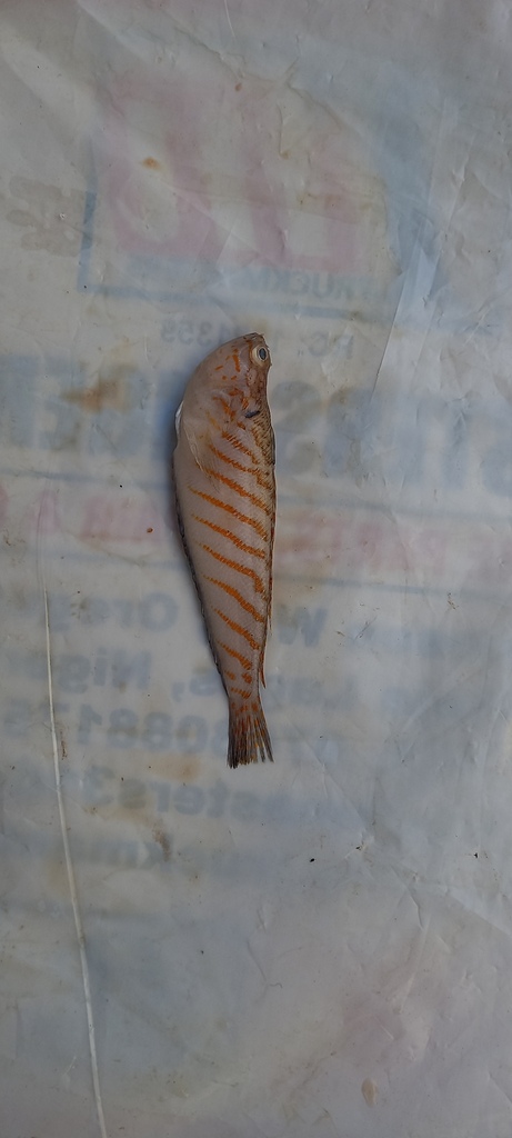 Trachinus lineolatus