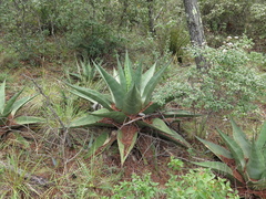 Agave gentryi