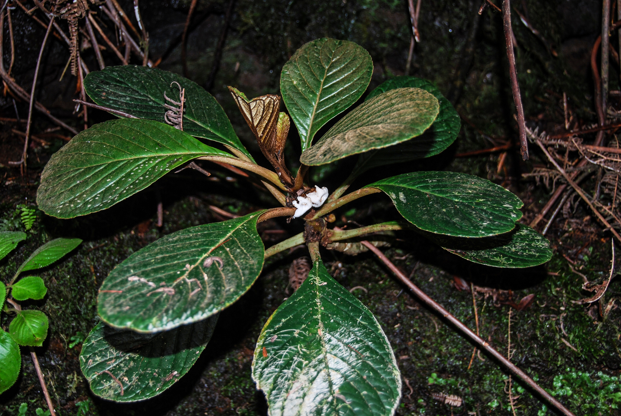 Cyrtandra heinrichii