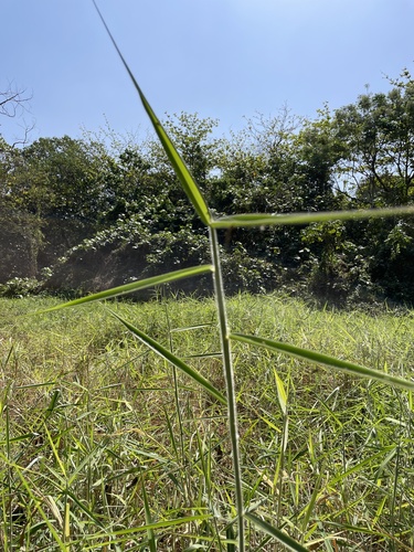 Urochloa mutica iNat (1)