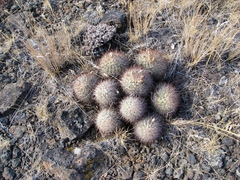 Pediocactus nigrispinus