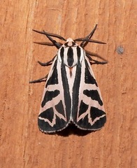 Apantesis phyllira
