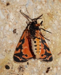Apantesis phyllira