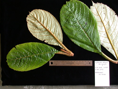 Cyrtandra jonesii