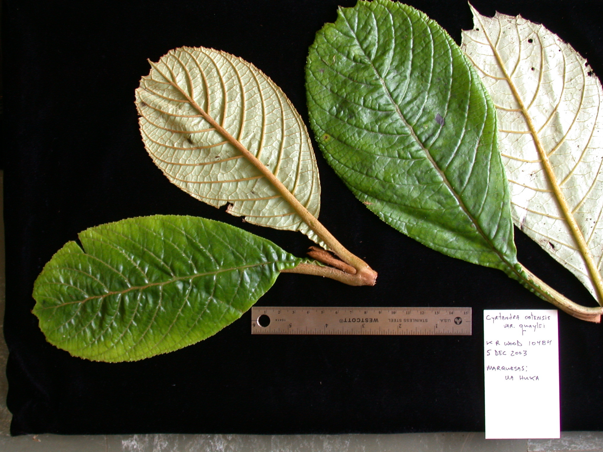 Cyrtandra jonesii