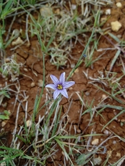 Sisyrinchium scabrum