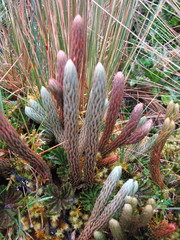 Phlegmariurus crassus